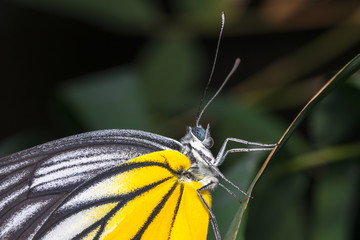 close up of butterfly in the green background.
