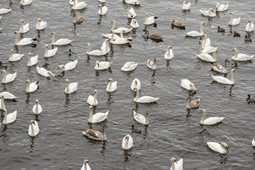 Fototapeta na wymiar Swans of Prague