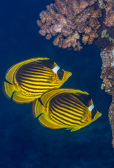 Fototapeta na wymiar Raccoon butterflyfish pair