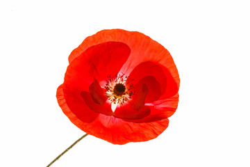 poppy isolated on the white