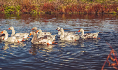 A group of goose on the lake