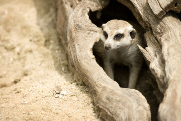 Fototapeta premium 동물원 이미지