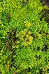 Obraz premium Close up of green moss