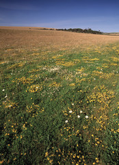 south downs sussex uk