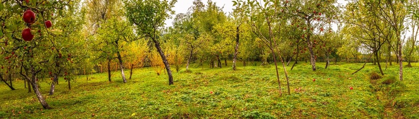 Fototapeta na wymiar Apple orchard at cloudy day