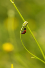 Ladybug Close Up./Ladybug Close Up