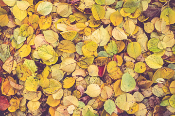 Autumn poplar leaves background, top view.