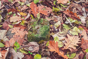 Autumn scene in the forest