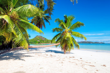 Tropical beach. Palm trees on white sand in paradise island.. Tropical seascape. 