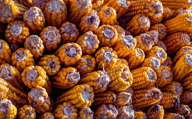 Corn cobs stacked.