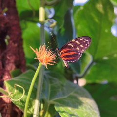 Butterfly on flower in Butterfly Conservatory, Niagara Park, Canada