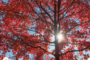 Sunlight at red maple tree, background 
