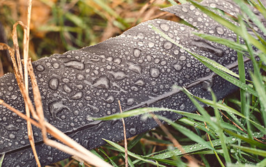 Feather stork in the grass with water droplets, after rain, clos