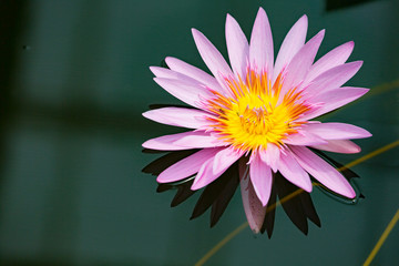 Pink water lily in a pond.