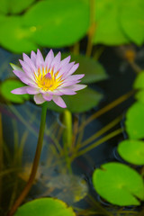 Purple water lily and lily pads in a pond.