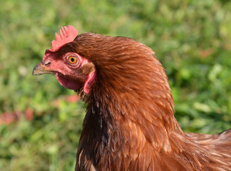 Brown chick on the green grass background