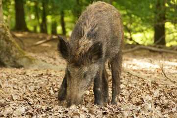 Ein junges Wildschwein sucht Futter im Wald
