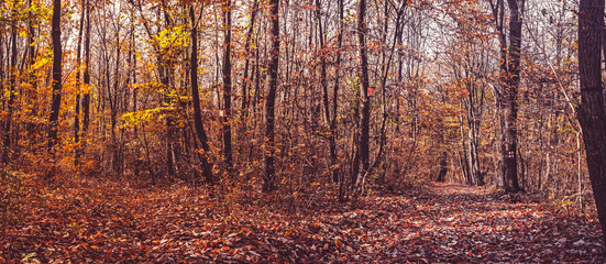 Pathway through the autumn forest, panoramic view, long exposure