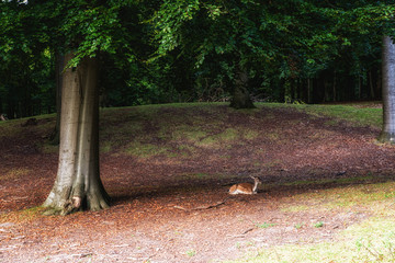 Deer Resting