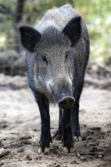 Wild Pig