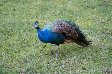 Obraz premium Peacock