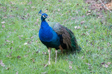 Obraz premium Peacock