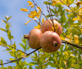 Ripe pomegranates in the tree

