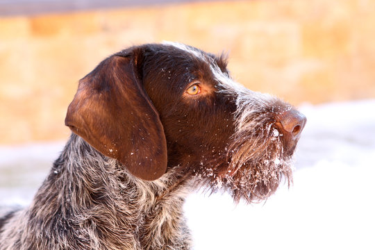 hunting dog breed drathaar close up muzzle in the snow
