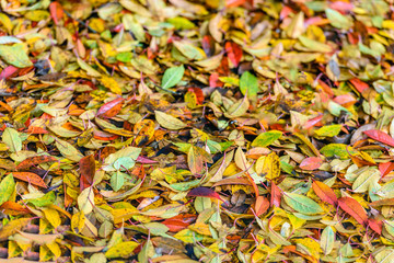 Colorful fallen leaves on the ground from close