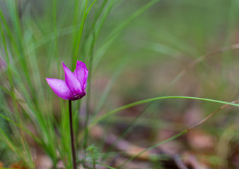 Pink cyclamen flowers - close up.