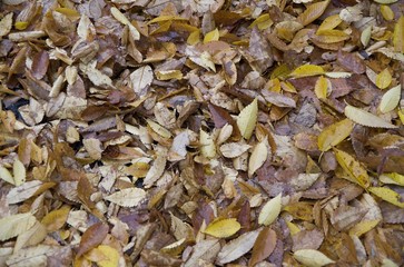 枯れ葉 　秋　一面　背景