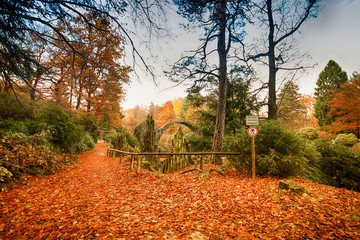 Park in Kromlau, Saxony, Germany. Amazing, colorful autumn