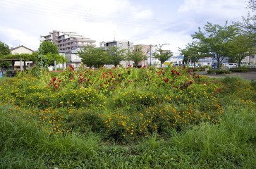 緑の花壇　東京 花畑