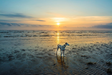 Dog On Dawn Beach