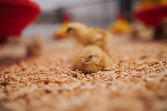 Little yellow chicks in chicken farm. Selective focus. Short depth of field. Low light. Noise visible.