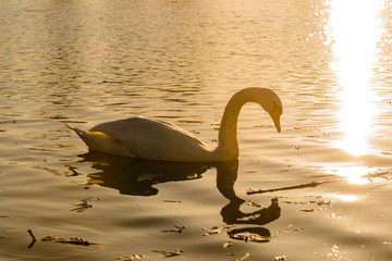 swan