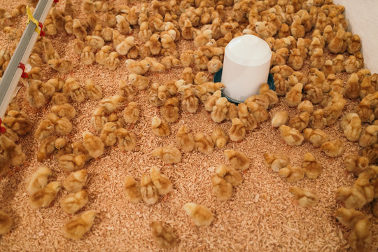 Little yellow chicks in chicken farm. Selective focus. Short depth of field. Low light. Noise visible.