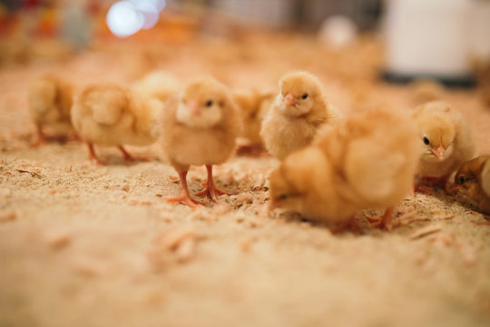 Little yellow chicks in chicken farm. Selective focus. Short depth of field. Low light. Noise visible.