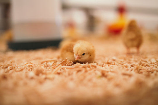Little yellow chicks in chicken farm. Selective focus. Short depth of field. Low light. Noise visible.