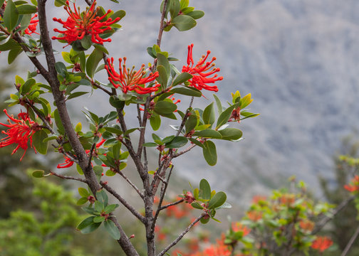 View of Grey Glacier, Torres del Paine National Park, Patagonia, Chile. Global warming is affecting the glaciers all over the world. 