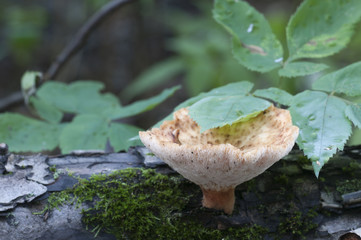 Polyporus tuberaster