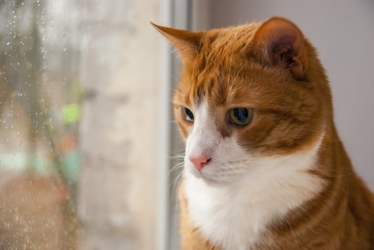 Red Cat Looking Rain In Window