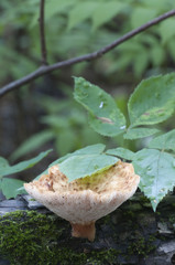 Polyporus tuberaster