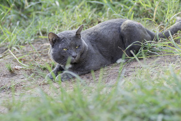 Dark gray cat lying on the ground and staring at something .