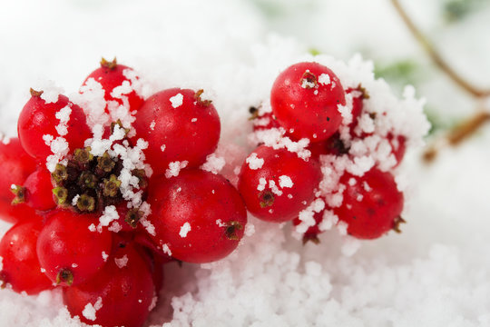 Bright Red Berries Covered In White Snow