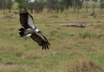 Vulture approaching to land