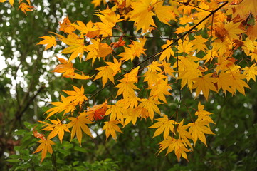 Lake Kawaguchi Music Box Forest Japan