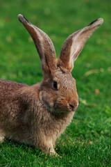 the gray rabbit