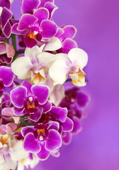 Fototapeta na wymiar Цветы орхидеи Phalaenopsis.