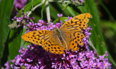 Silver Washed Butterfly